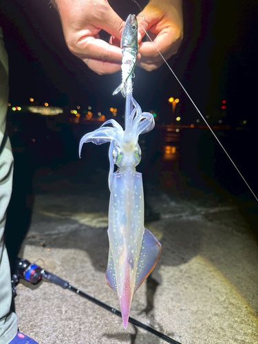 釣果