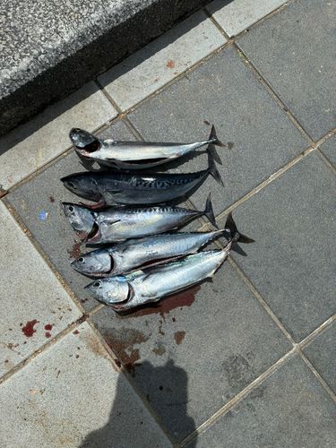 カツオの釣果