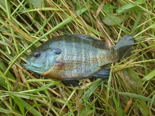 ブルーギルの釣果