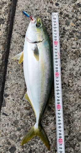ヤズの釣果