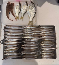キスの釣果