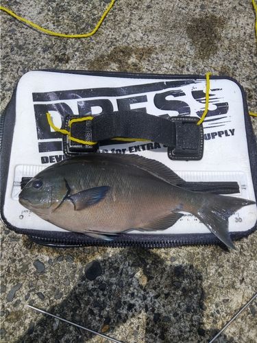 クロメジナの釣果