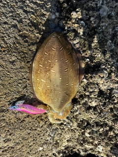 モンゴウイカの釣果