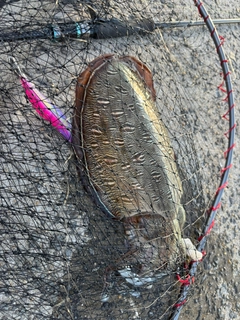 モンゴウイカの釣果