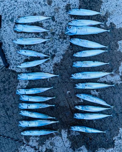 マサバの釣果