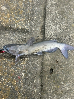 ナマズの釣果