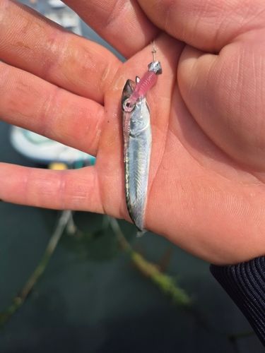 サバの釣果