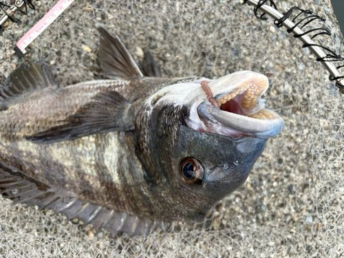 チヌの釣果