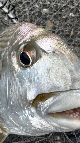 ヘダイの釣果