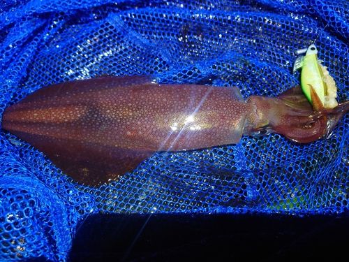 ケンサキイカの釣果