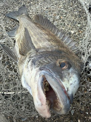 チヌの釣果