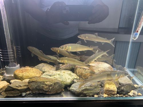 アユの釣果