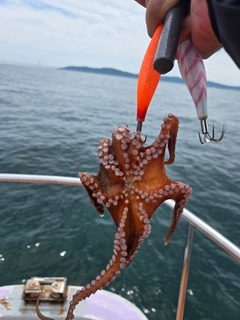 タコの釣果