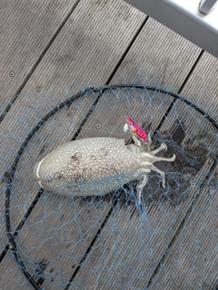 シリヤケイカの釣果