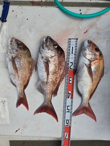 マダイの釣果
