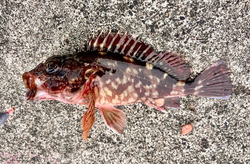 カサゴの釣果