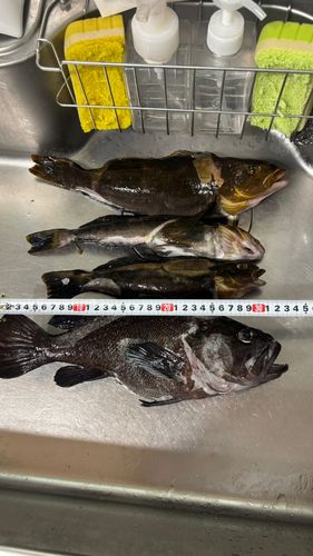 クロソイの釣果