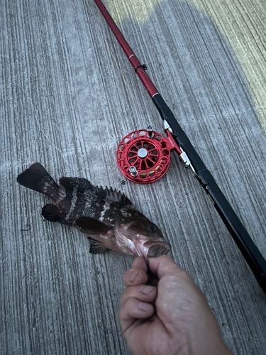 アコウの釣果