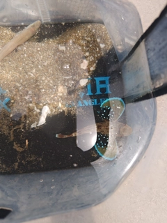 ホウボウの釣果