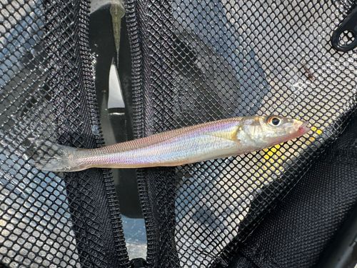 キスの釣果