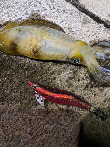 アカカマスの釣果