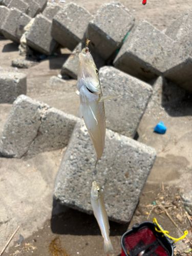 キスの釣果