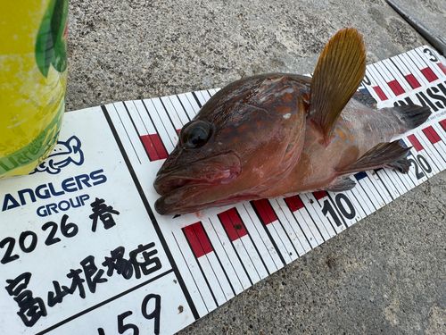 キジハタの釣果