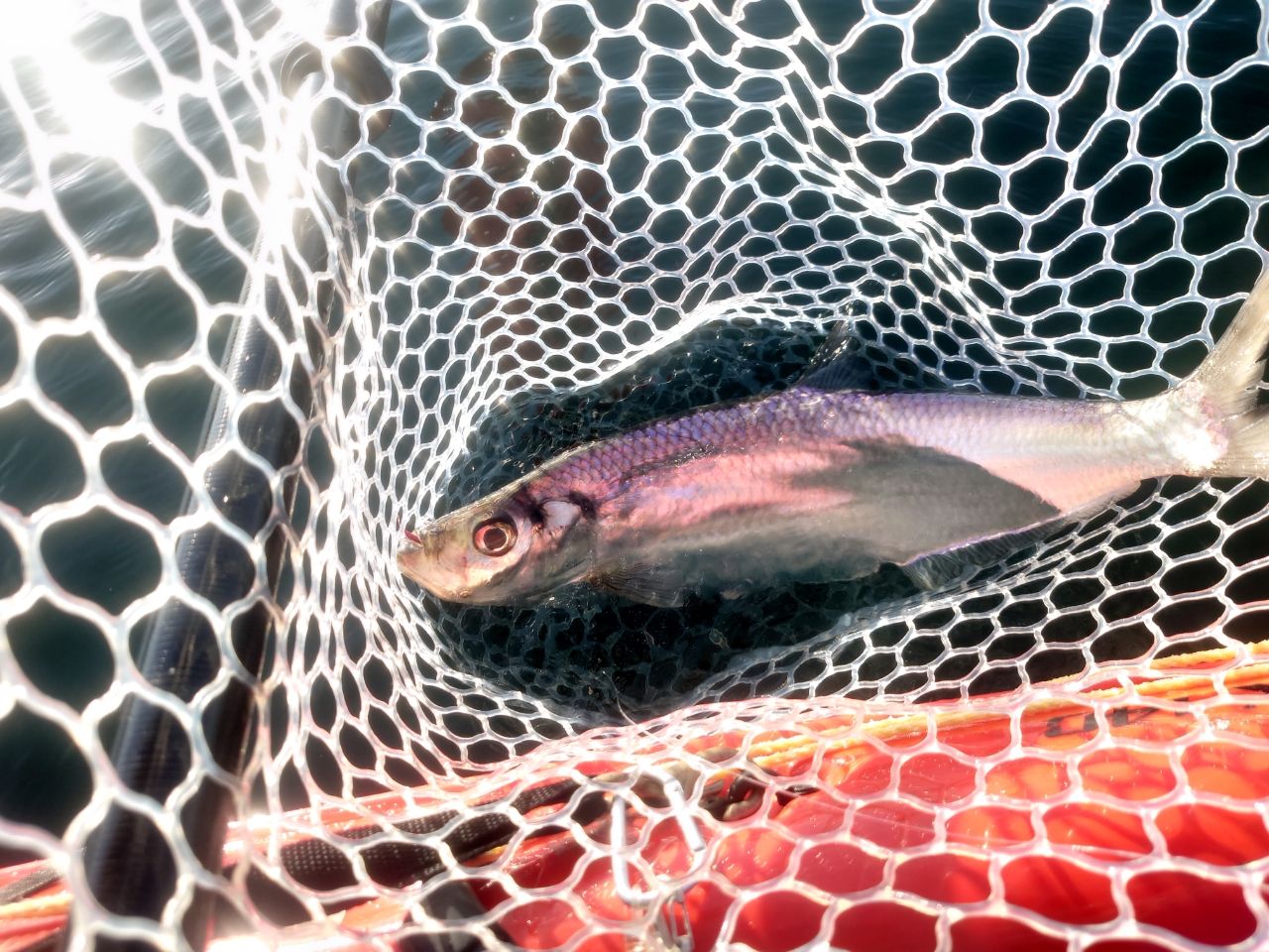 ニシンの釣果・釣り情報まとめ【2026年最新】 - アングラーズ | 釣果 ニシンの釣果・釣り情報まとめ【2026年最新】 - アングラーズ | 釣果