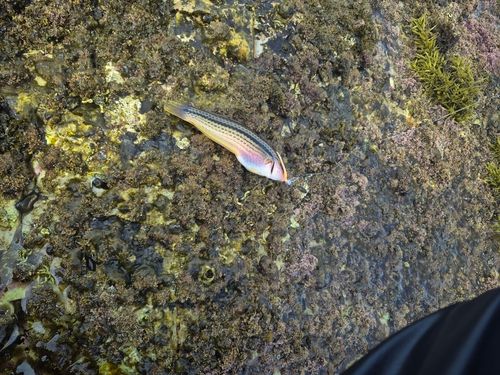 ベラの釣果