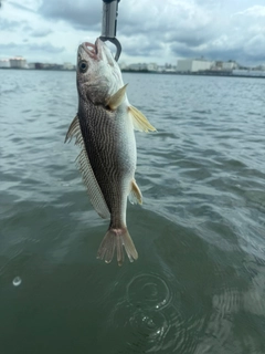 イシモチの釣果