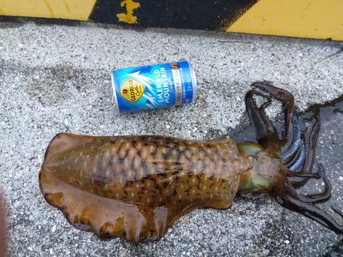 モイカの釣果
