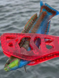 ニシキベラの釣果