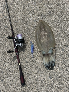 モンゴウイカの釣果