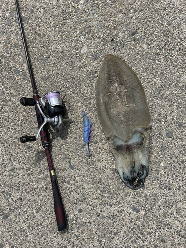 モンゴウイカの釣果