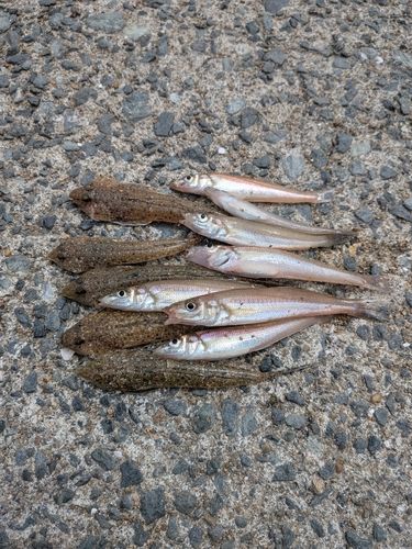 キスの釣果