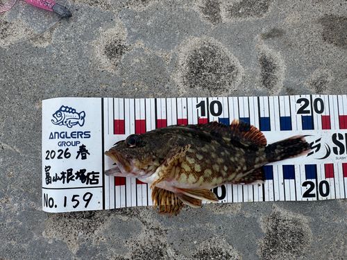 カサゴの釣果