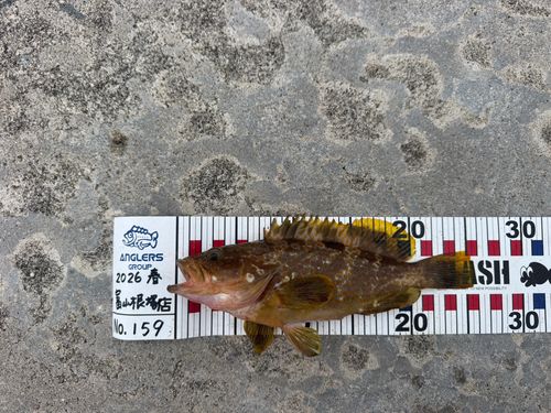 キジハタの釣果