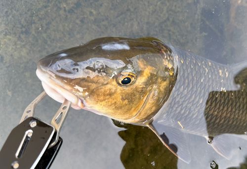ニゴイの釣果