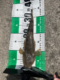 マゴチの釣果