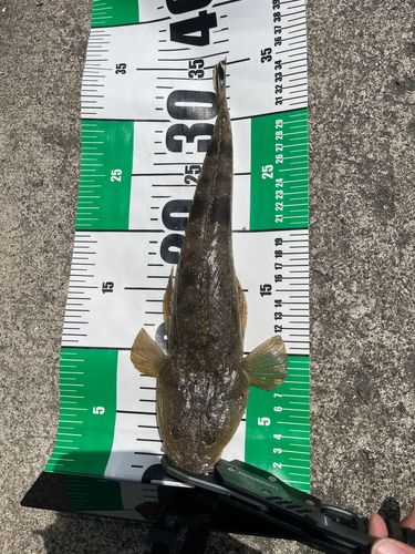 マゴチの釣果