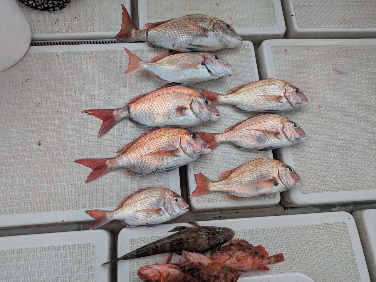 タイ・コチの釣果写真