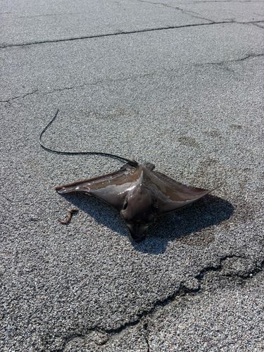 エイの釣果