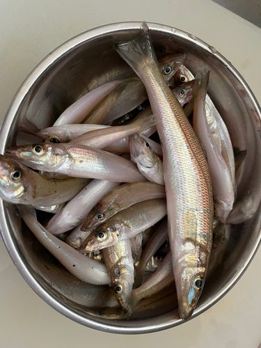 キスの釣果