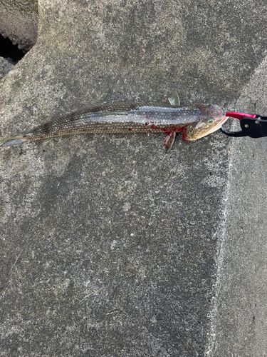 釣果