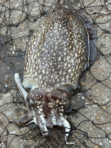 コウイカの釣果