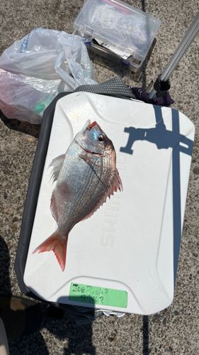 タイの釣果