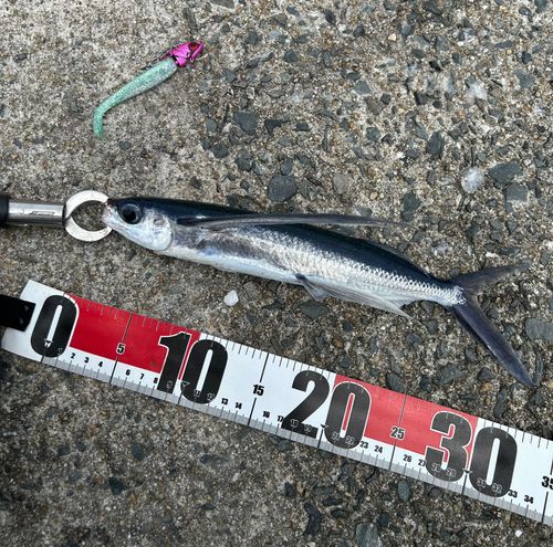 トビウオの釣果
