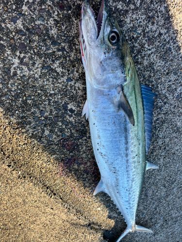 サゴシの釣果