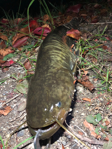 マナマズの釣果