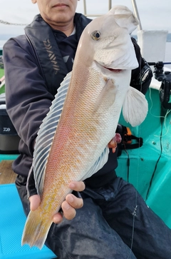 シロアマダイの釣果